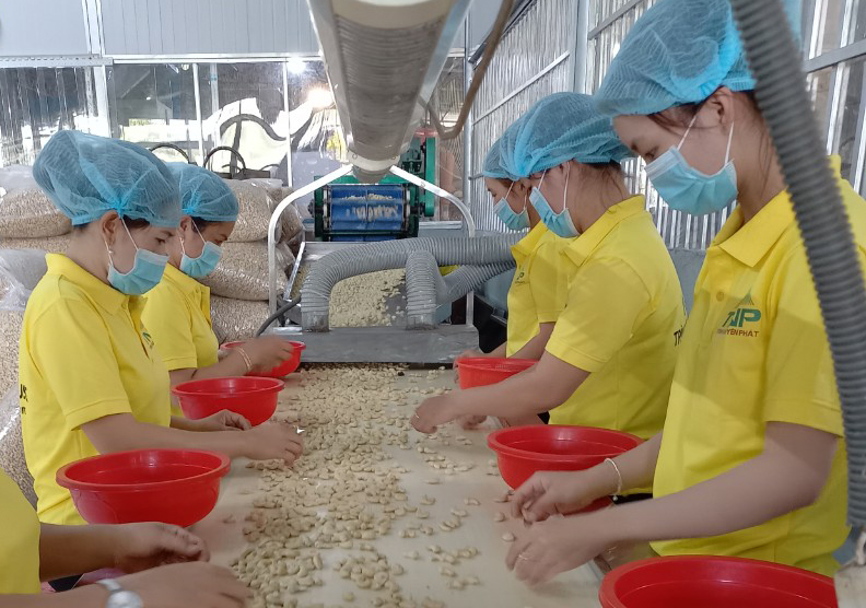 Bảo vệ quyền lợi hợp pháp cho ngành điều