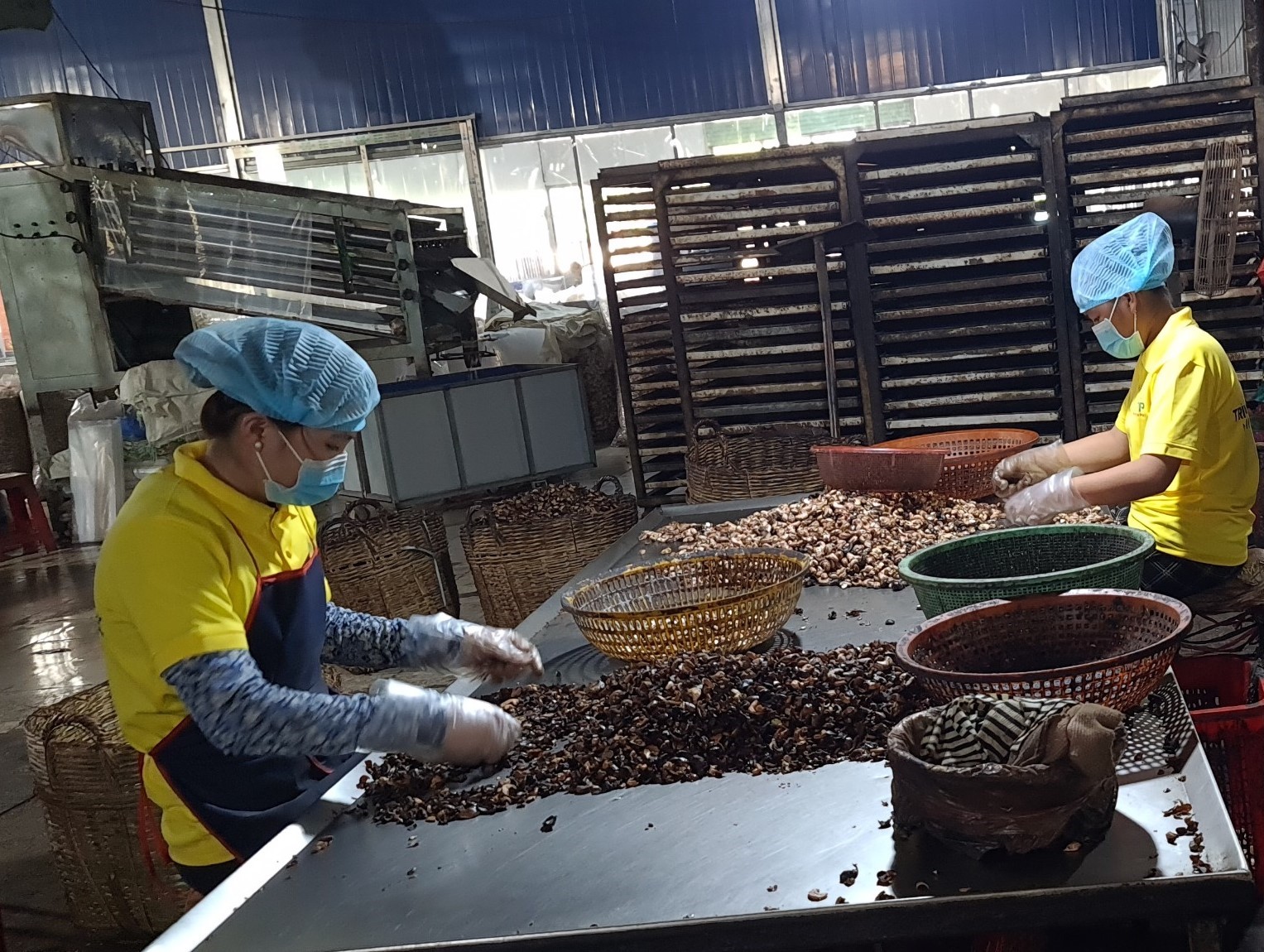 Ngành điều Việt Nam hướng đến sản xuất và tiêu thụ xanh