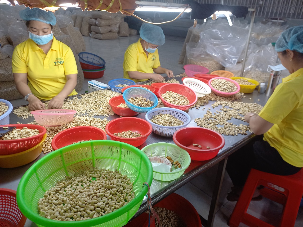 Xuất khẩu điều sang Trung Quốc, Anh, UAE và Iraq tăng