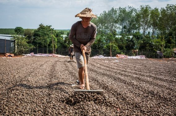 Hạt điều Indonesia ồ ạt vào Việt Nam với giá rẻ bất ngờ