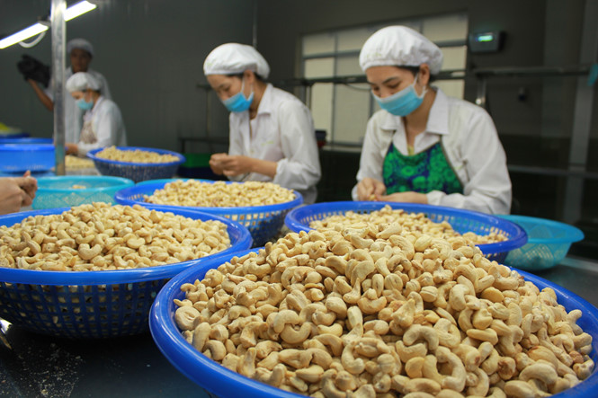 Mỹ chi hơn 500 triệu USD nhập khẩu hạt điều, là thị trường lớn nhất của Việt Nam