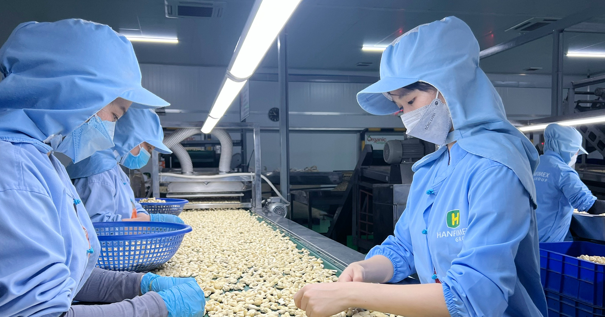 Việt Nam đang là nguồn cung hạt điều lớn nhất cho Mỹ