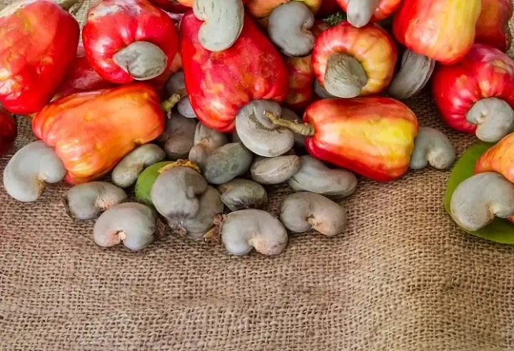 Raw cashew nuts (RCN)